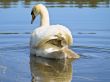 swan family