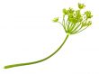 green dill