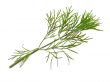 green dill