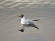 Single gull