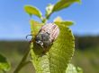 chafer