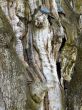 bark of the oldest oak