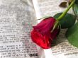 Red rose