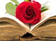 open book with the red rose