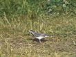 wagtail
