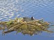 coot on the nest