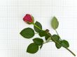 red rose