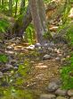 forest stream