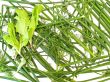 culinary plants