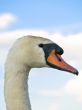swan portrait