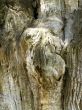old wood trunk