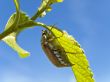 chafer