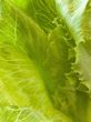 green salad