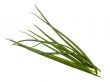 bunch-onion