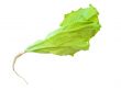 green salad