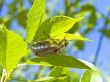 chafer