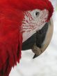 red parrot