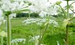 beauty garden