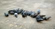 Group of pigeons pecking seeds from the ground