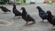 Group of pigeons