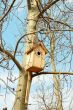 starling bird house