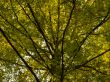 beech