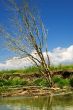 Dead tree on the coast of the river