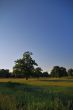 oak grove