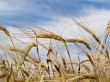Wheat