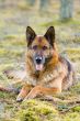 Germany Sheep-dog laying in the green grass