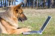 Germany Sheep-dog laying on the grass with laptop