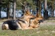 two Germany Sheep-dogs laying on the grass