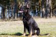 young black Germany sheep-dog sitting on the grass
