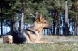 Germany Sheep-dog