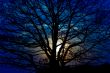Silhouette of a tree on a background of the night sky