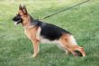 Structure of the German shepherd