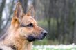 beautiful young germany sheep-dog portrait