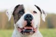 American bulldog portrait