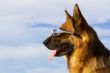 Portrait of the German shepherd with solar glasses