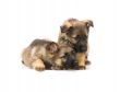 two sweet Germany sheep-dog puppies isolated on white background