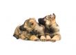two sweet Germany sheep-dog puppies isolated on white background