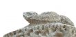 head of snake