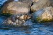 Wet dog shaking off to sea water