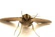 Moth in Detail