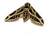 Moth in Detail