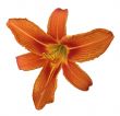 Orange lily