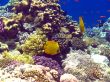 Coral reef in Red sea