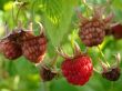 wild raspberries