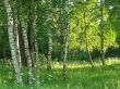 birch grove