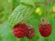 raspberries